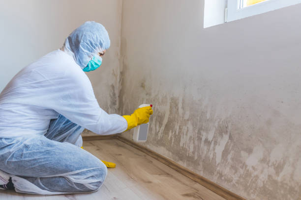 Licensed Basement Mold Remediation service in Flower Mound, TX - Car Mold Remediation