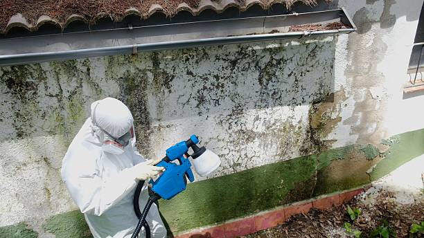 Top rated local Basement Mold Remediation specialists in Flower Mound, TX